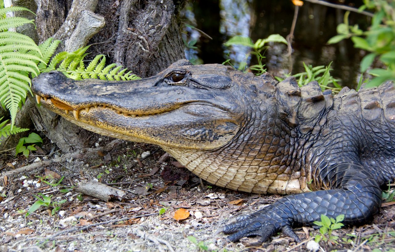 Photo of a crocodile