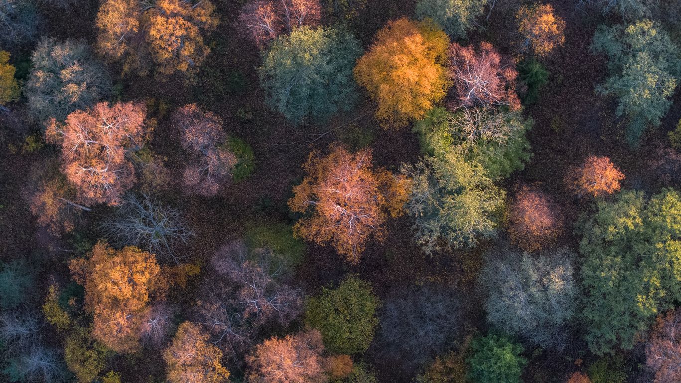 Aerial image of trees with leaves changing color