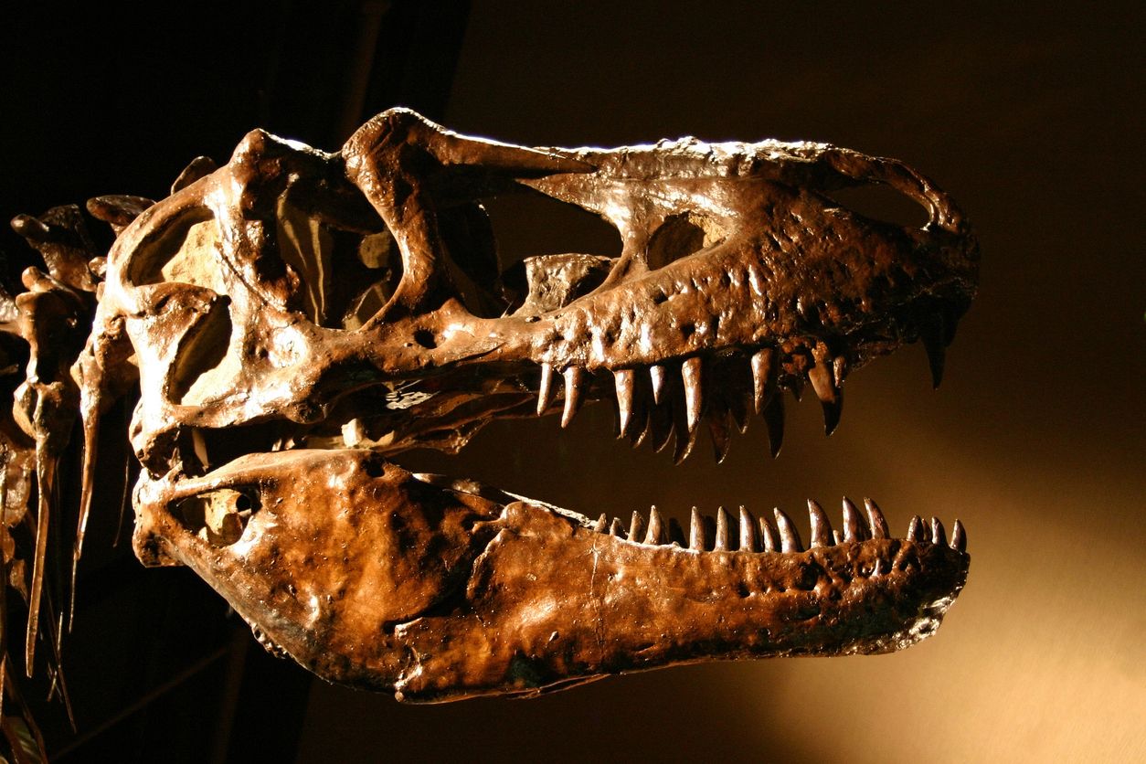 Skeleton of a Tyrannosaurus Rex