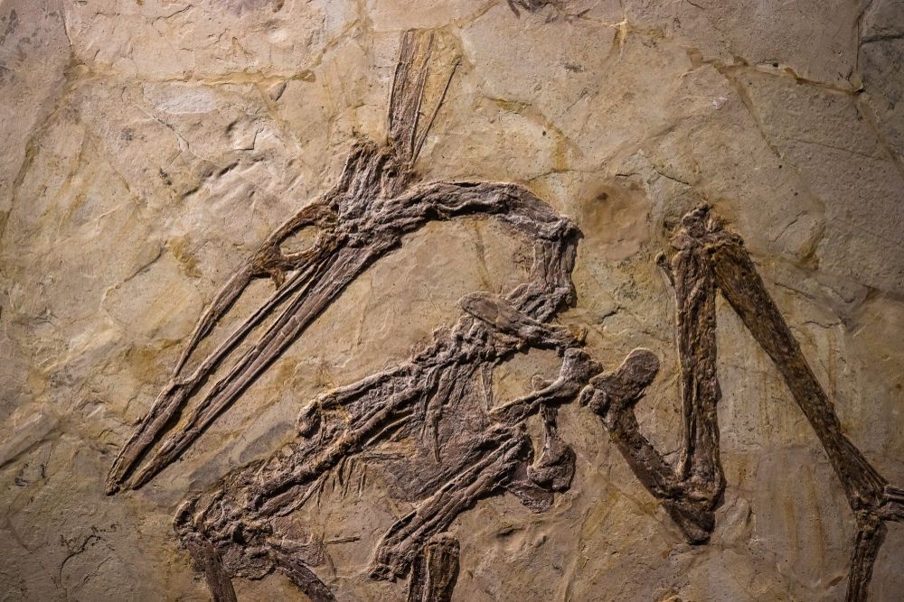 Fossil of a pterosaur