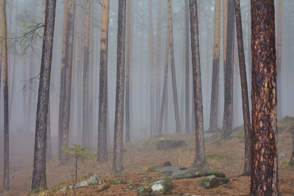 Photo of a foggy forest