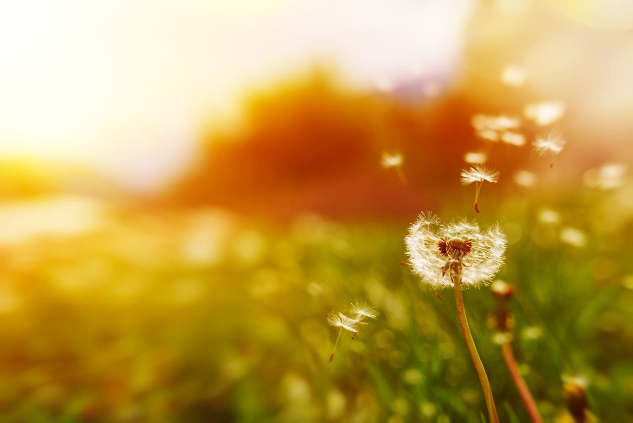 Dandelion pappus tách khỏi thân cây và thổi bay trong gió