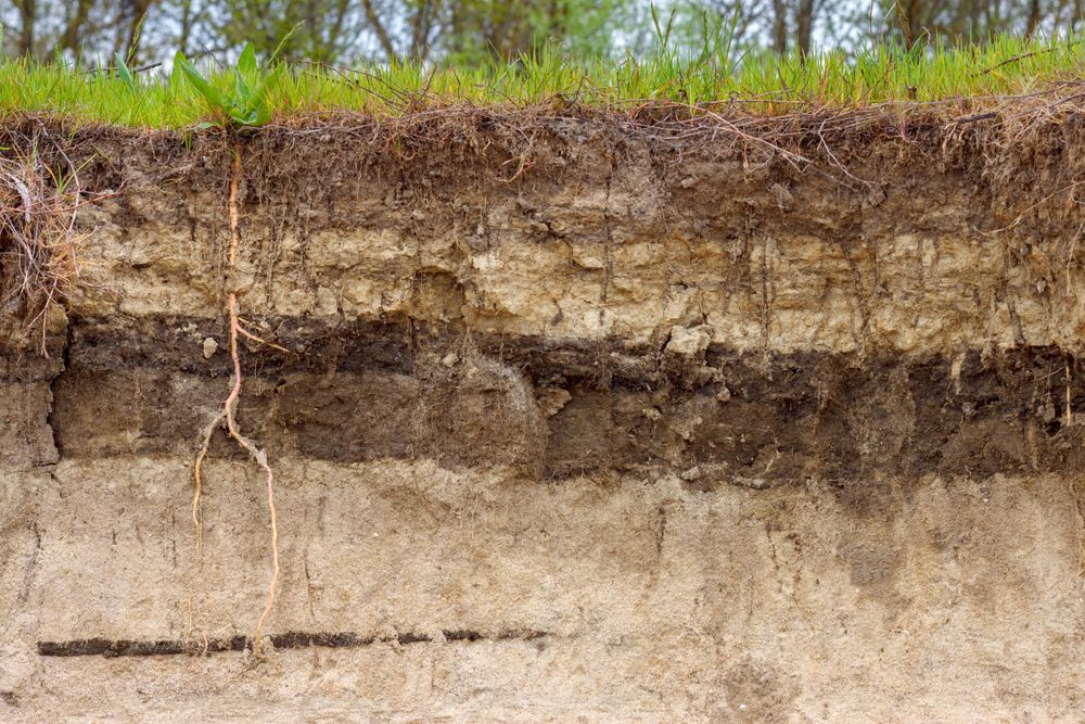Stratigraphic section of soil with earth layers and grass roots
