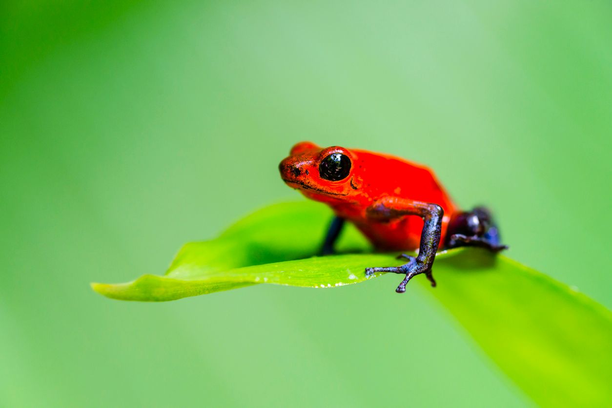 Tiny red poison dart frog perched on a green leaf