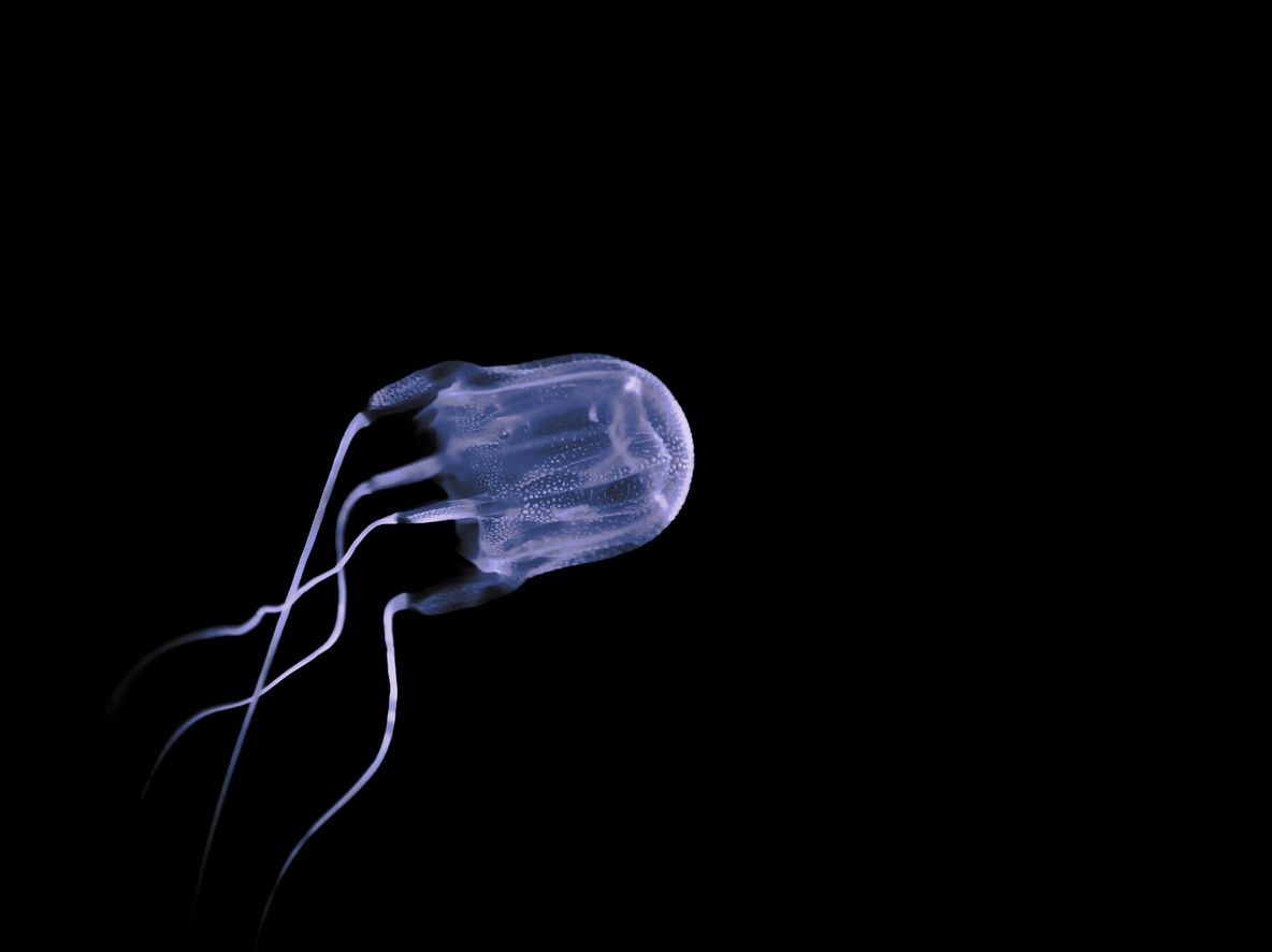 Underwater view of illuminated box jellyfish against black background