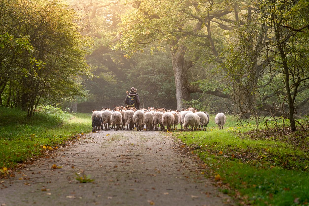 Shepherd with sheep on pathway surrounded by trees and grass