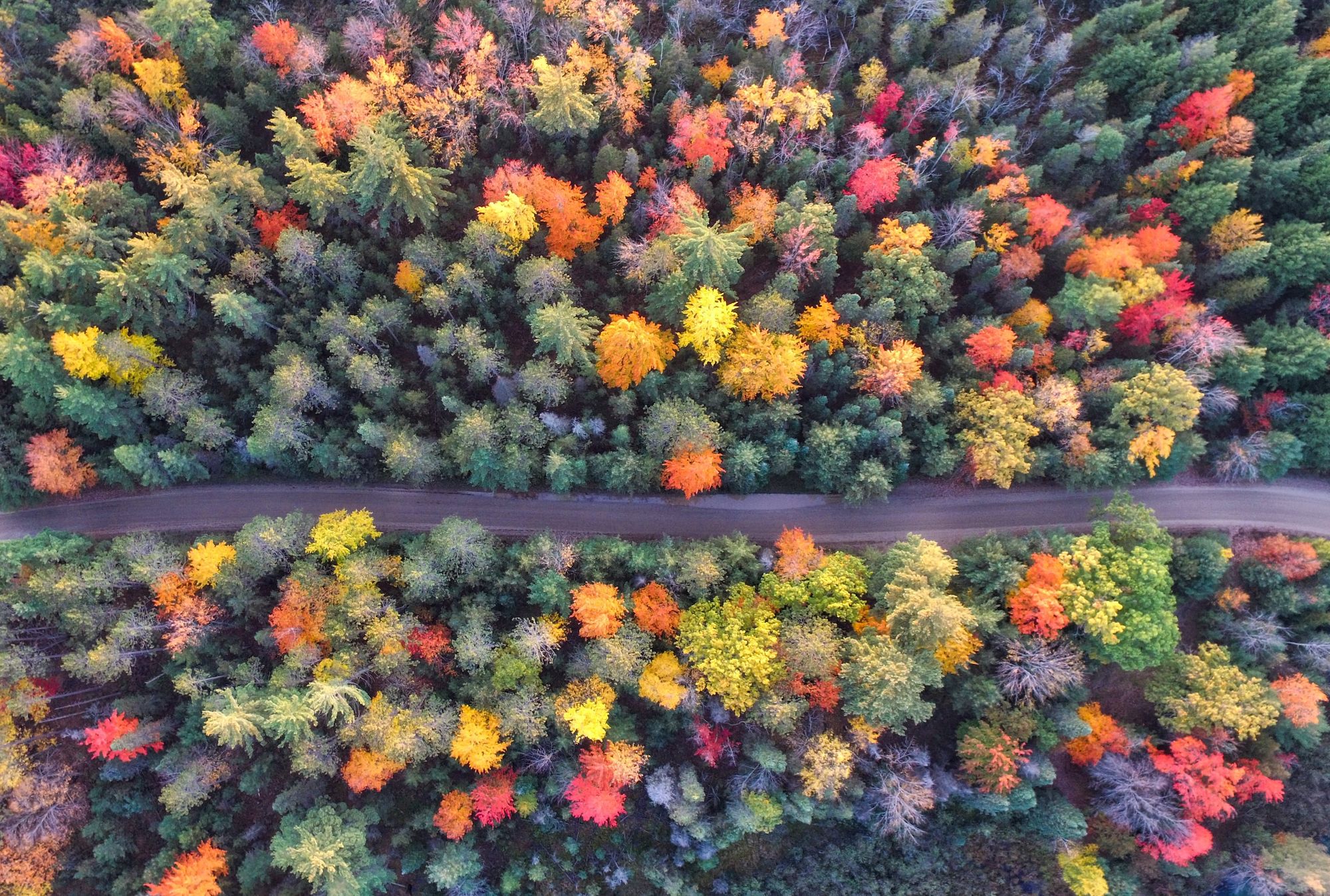 Aerial view of a road going through a forest in fall