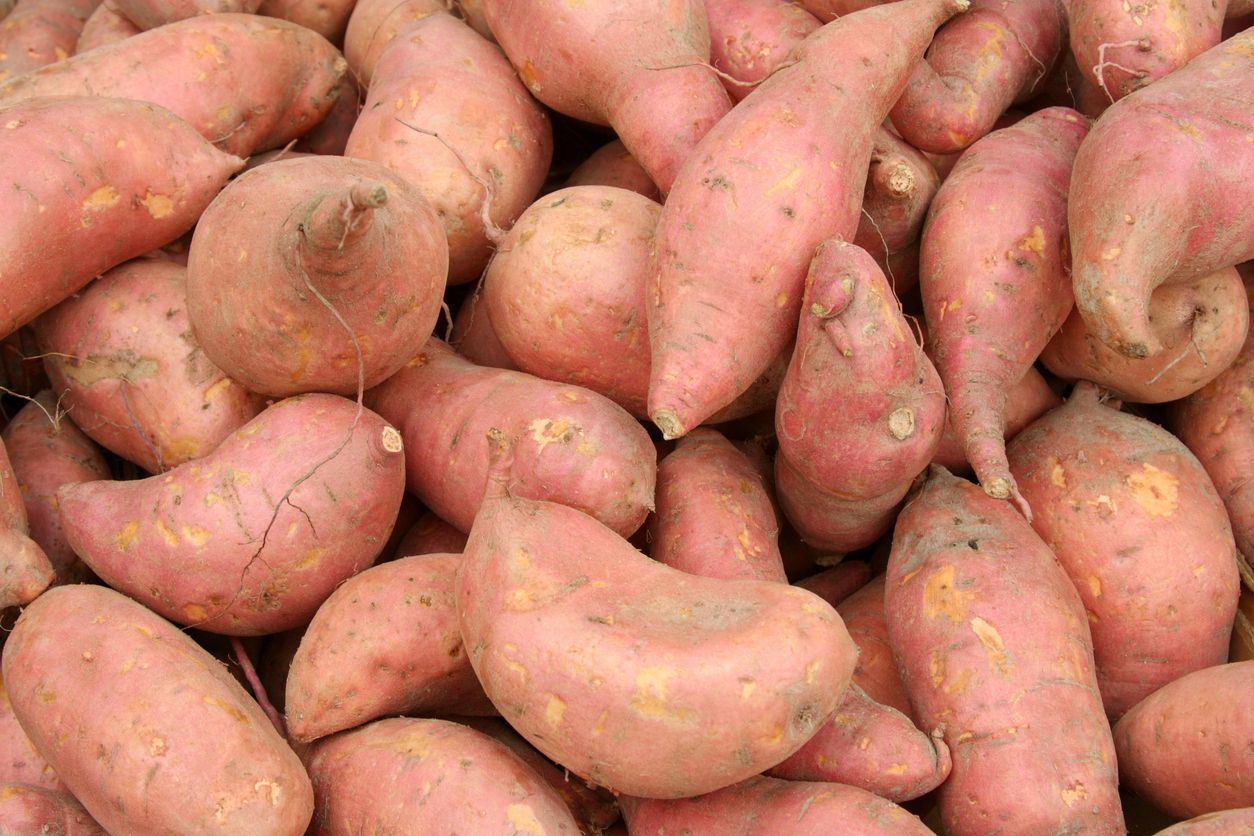 TRIVIA GENIUS *  What's the Difference Between Sweet Potatoes and Yams? * Yam