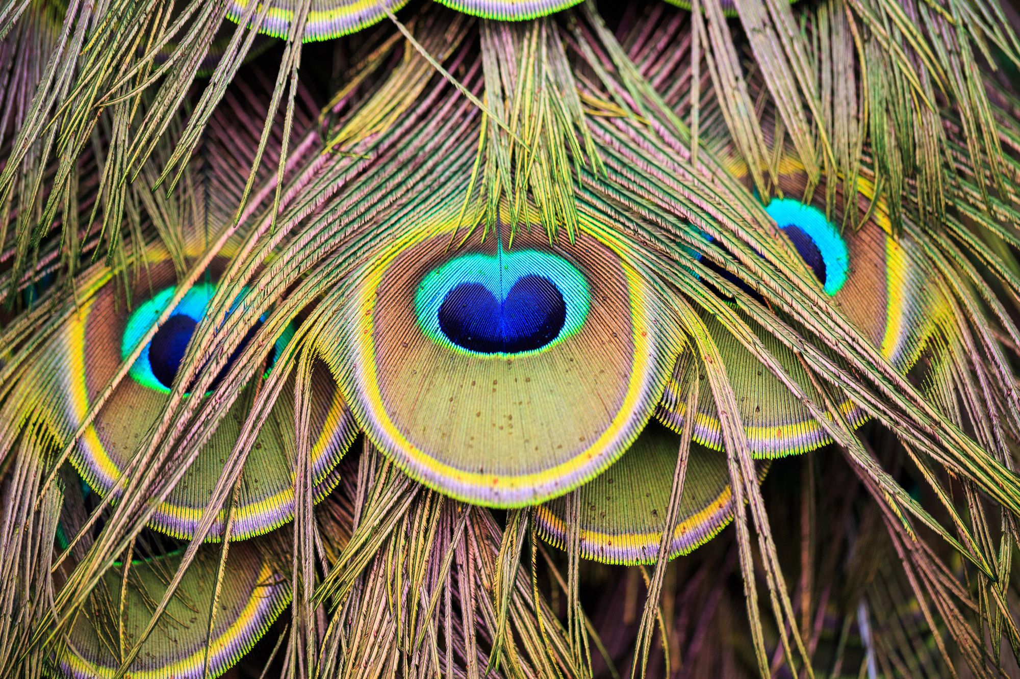 Close up of peacock feathers