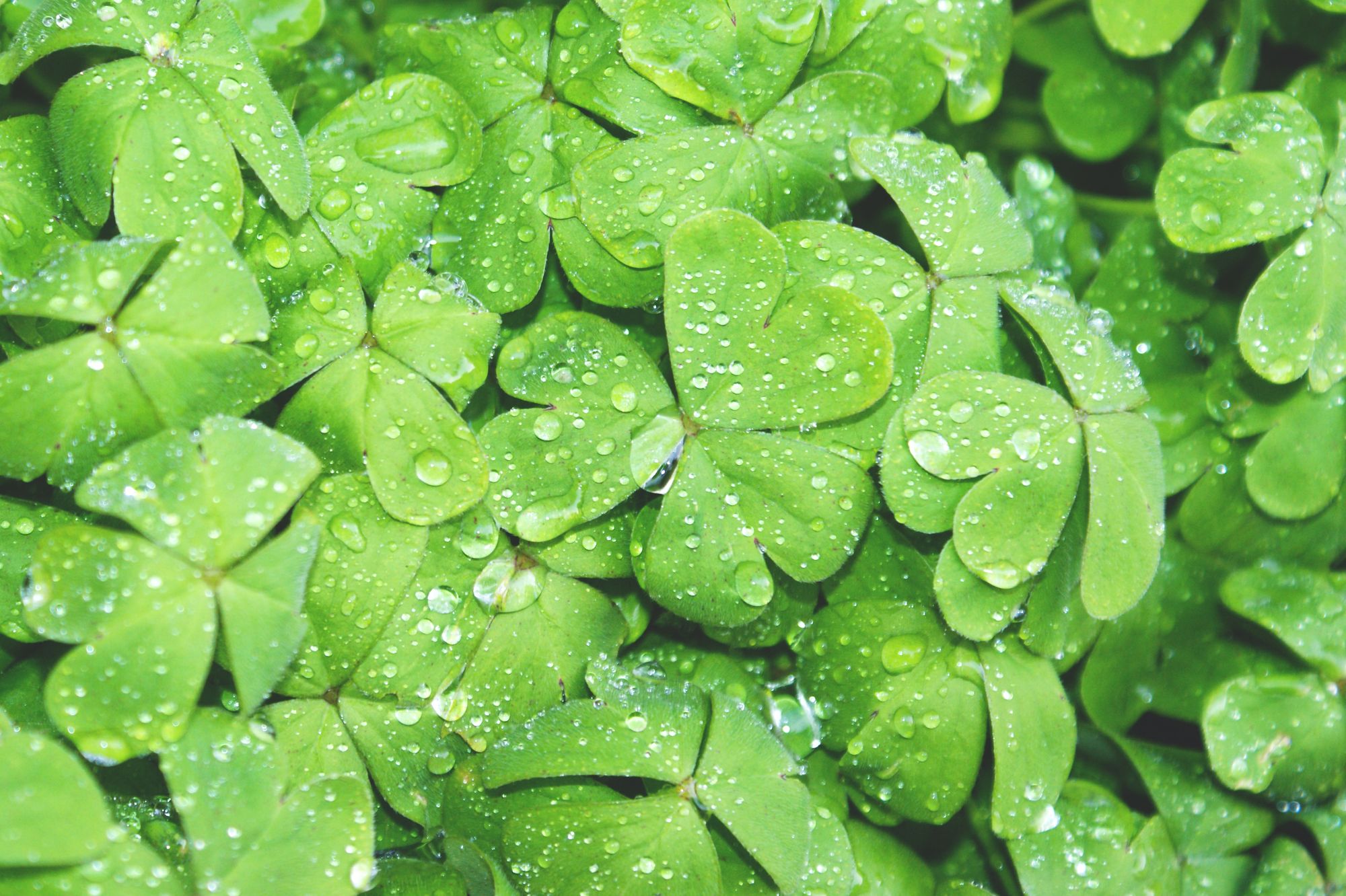 Close up view of a group of four leaf clovers