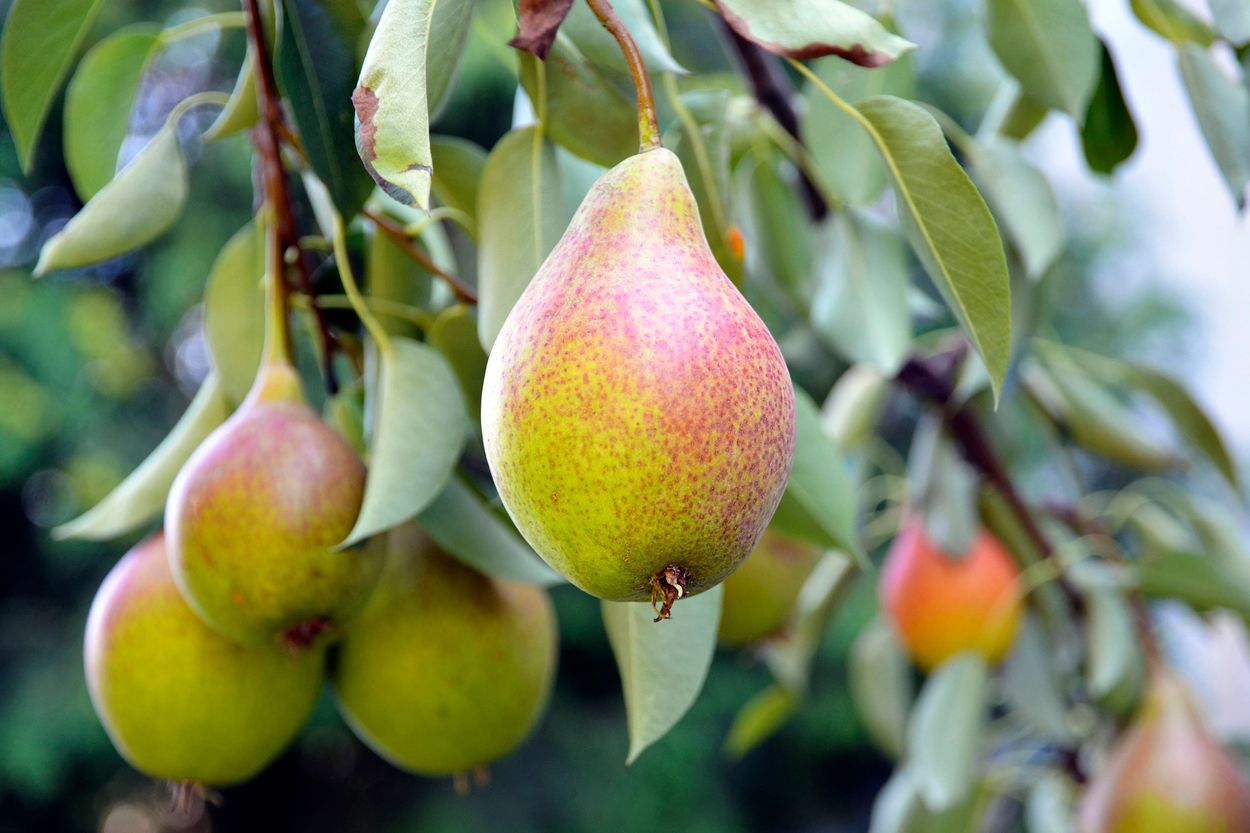 Pears in a pear tree