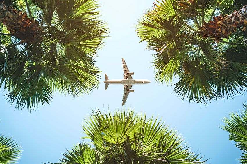 A view from the ground, an airplane flying over palm trees.