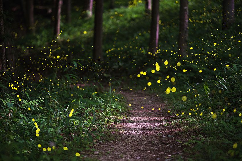 7 Illuminating Facts About Fireflies Trivia Genius