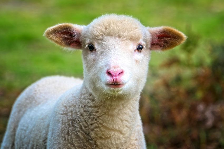 Close up of a lamb's face. 