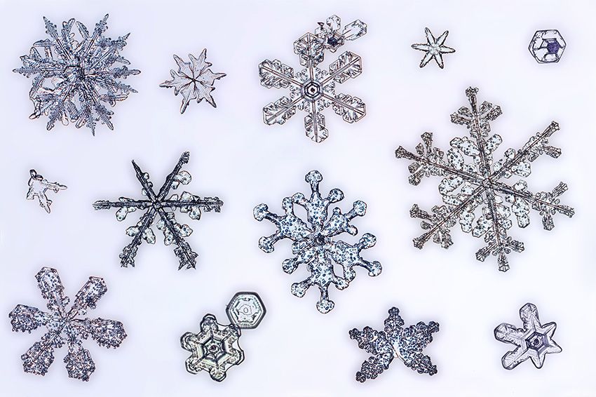 Closeup of various snowflakes. 