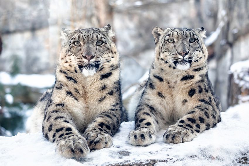 Two snow leopards in a snow covered environment.