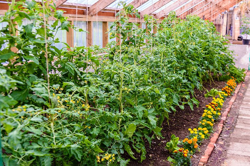 Tomato plants growing in a greenhouse with marigolds to keep pests away.