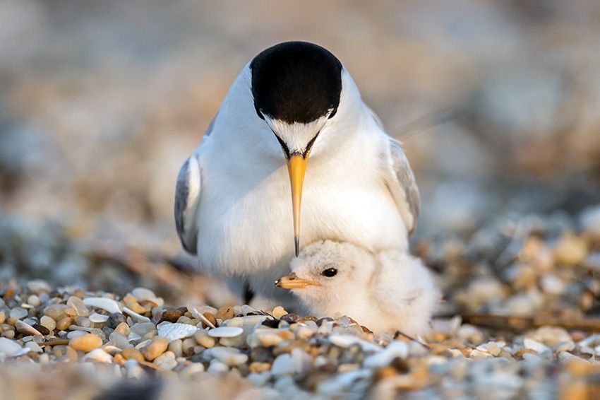 Mother and baby Least Tern.
